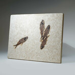 Genuine Knightia Fish Fossil Plate