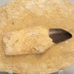 Genuine Mosasaur Dinosaur Tooth + Root In Matrix
