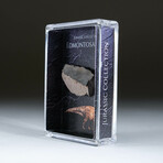 Genuine Edmontosaurus Tooth In Acrylic Display Box