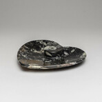 Genuine Polished Heart Shaped Orthoceras Fossil Dish