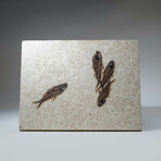 Genuine Knightia Fish Fossil Plate