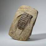 Genuine Selenopeltis Trilobite In Matrix + Acrylic Display Stand