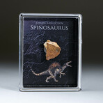 Genuine Spinosaur Dinosaur Tooth In Acrylic Display Box