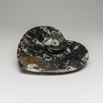 Genuine Polished Heart Shaped Orthoceras Fossil Dish
