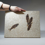 Genuine Knightia Fish Fossil Plate