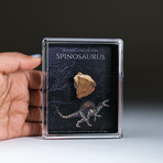 Genuine Spinosaur Dinosaur Tooth In Acrylic Display Box