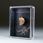 Genuine Spinosaur Dinosaur Tooth In Acrylic Display Box