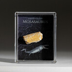 Genuine Mosasaurus Dinosaur Bone In Acrylic Display Box