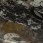 Genuine Polished Heart Shaped Orthoceras Fossil Dish