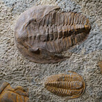 Genuine Selenopeltis Trilobites In Matrix + Acrylic Display Stand