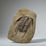 Genuine Selenopeltis Trilobite In Matrix + Acrylic Display Stand