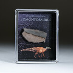 Genuine Edmontosaurus Tooth In Acrylic Display Box