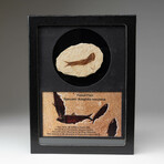 Genuine Knightia Fossil Fish In Display Box