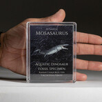 Genuine Mosasaurus Dinosaur Bone In Acrylic Display Box