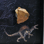 Genuine Spinosaur Dinosaur Tooth In Acrylic Display Box