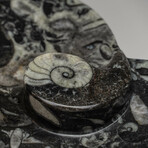 Genuine Polished Heart Shaped Orthoceras Fossil Dish