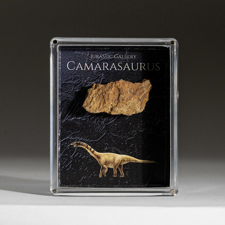 Genuine Camasaurus Dinosaur Bone In Acrylic Display Box