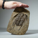 Genuine Selenopeltis Trilobite In Matrix + Acrylic Display Stand