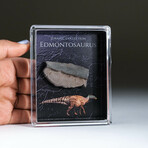 Genuine Edmontosaurus Tooth In Acrylic Display Box