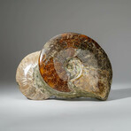 Genuine Calcified Ammonite Cluster