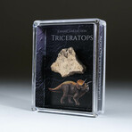 Genuine Triceratops Dinosaur Tooth In Acrylic Display Box