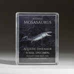 Genuine Mosasaurus Dinosaur Bone In Acrylic Display Box