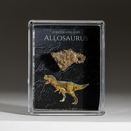 Genuine Allosaurus Dinosaur Bone In Acrylic Display Box