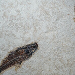 Genuine Knightia Fish Fossil Plate