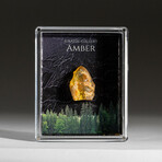 Genuine Amber In Acrylic Display Box