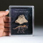 Genuine Triceratops Dinosaur Tooth In Acrylic Display Box