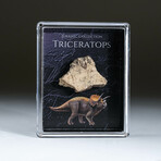 Genuine Triceratops Dinosaur Tooth In Acrylic Display Box