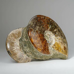 Genuine Calcified Ammonite Cluster