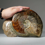 Genuine Calcified Ammonite Cluster