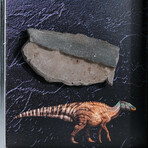 Genuine Edmontosaurus Tooth In Acrylic Display Box