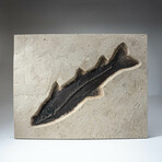 Giant Notogoneus Fish Fossil Plate