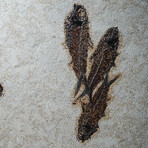 Genuine Knightia Fish Fossil Plate