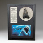Genuine Megalodon Shark Tooth In Display Box