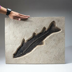 Giant Notogoneus Fish Fossil Plate