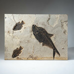 Giant Diplomytus + Cockerellites Fish Fossil Plate