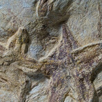 Genuine Natural Starfish On Matrix + Acrylic Display Stand