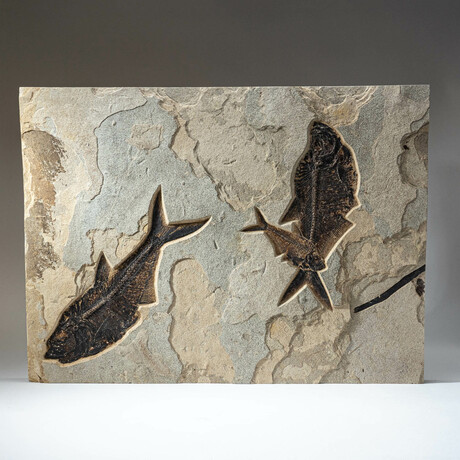 Giant Diplomytus Fish Fossil Plate