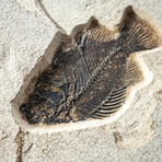 Giant Diplomytus + Cockerellites Fish Fossil Plate