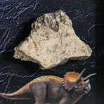 Genuine Triceratops Dinosaur Tooth In Acrylic Display Box