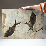 Giant Diplomytus Fish Fossil Plate