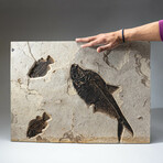Giant Diplomytus + Cockerellites Fish Fossil Plate