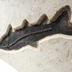 Giant Notogoneus Fish Fossil Plate