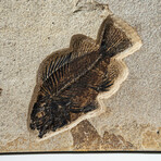 Giant Diplomytus + Cockerellites Fish Fossil Plate