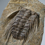 Genuine Selenopeltis Trilobite In Matrix + Acrylic Display Stand