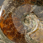 Genuine Calcified Ammonite Cluster