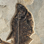 Giant Diplomytus Fish Fossil Plate
